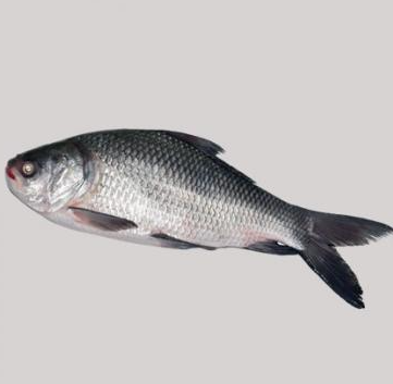 katol Fish 1.4kg+ to 1.9kg (Per Kilogram 280 Tk) 1 Pc