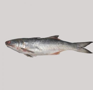 Indian Salmon Fish 1.5 kg+ (Per Kg 800 Tk) 1 Pc
