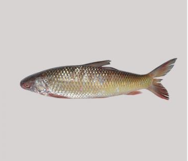 Mrigel Fish 3Kg (Per Kg 380Tk) 1 Pc