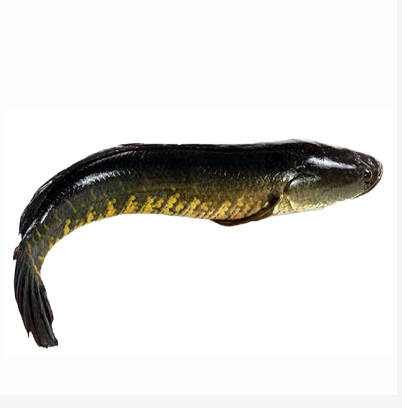 Deshi Shol Fish 5-6pcs/kg (Per Kilogram 480 Tk) 1 Kilogram