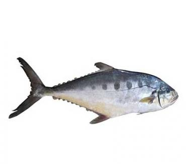Surma Sea Fish 4kg+ (per Kg 420Tk) 1 Pc