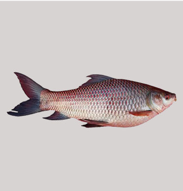 Rui Fish Big Fish (Size 5-5.4 kg) 5.4 Kilogram