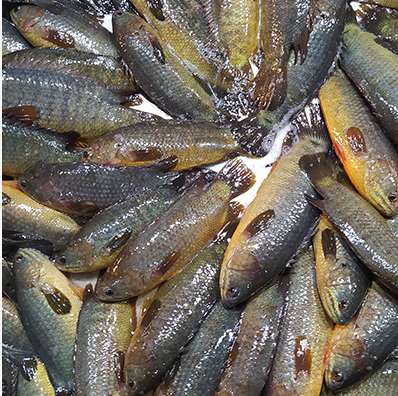 Deshi koi Fish 18-20 pcs kg (per Kilogram 1000 Tk) 1 Kilogram