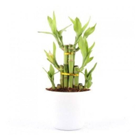 Lucky Bamboo (Any Stalks) With Clay Pot