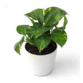 Money Plant With Exclusive Desk Ceramic Pot