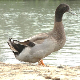 Khaas Food Deshi Duck (Hush)- 1 kg