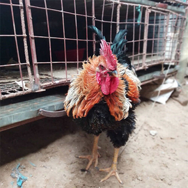 Hill Track Chicken- 1 kg