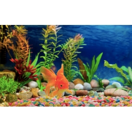 50 Pcs Multicolor Rustic Pebbles For Aquarium Flower Pot Garden Room Interior Home Decorative Stones, 3 image