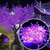Fairy Decorative Lights - Purple