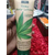 Xbc Hemp Body Lotion